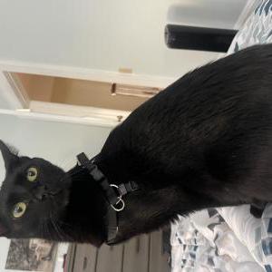 Lost Cat Lucifur