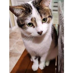 Lost Cat Mochi
