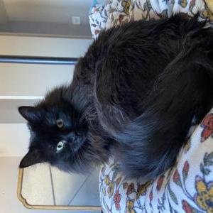 Lost Cat Elphaba