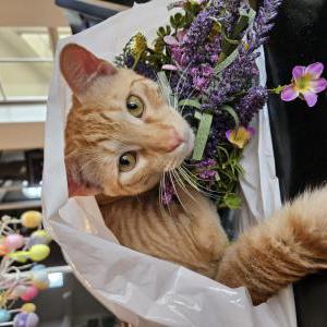 Lost Cat Walter
