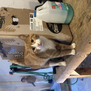Lost Cat Elliot
