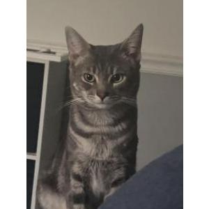 Lost Cat Finn