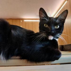 Lost Cat Sebastian