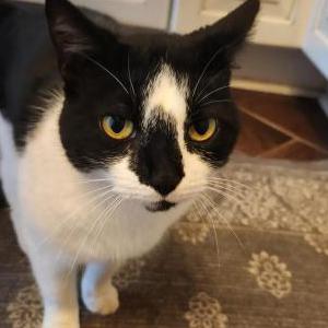 Lost Cat Inky