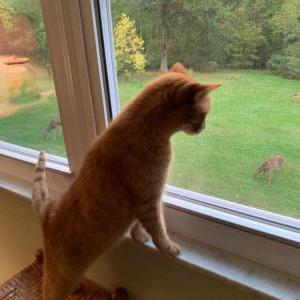 Lost Cat Ella