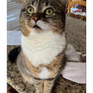 Image of Olive, Lost Cat