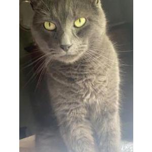 Image of Tacko, Lost Cat