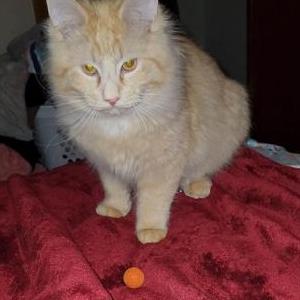 Lost Cat Rip