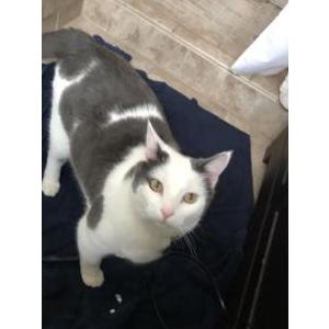 Lost Cat Charlie