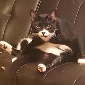 Lost Cat Boy Kitty