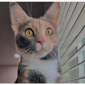 Lost Cat Guera/ baby