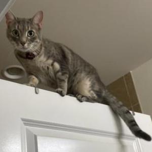 Lost Cat Solo
