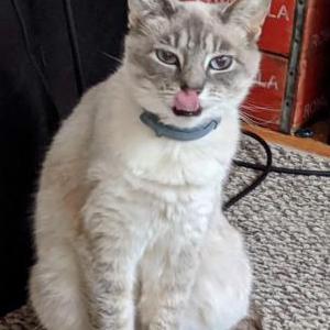 Lost Cat Pearl