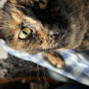 Lost Cat Ruby