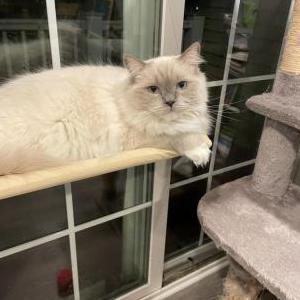 Lost Cat Casper