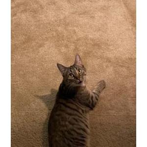 Lost Cat Bianca