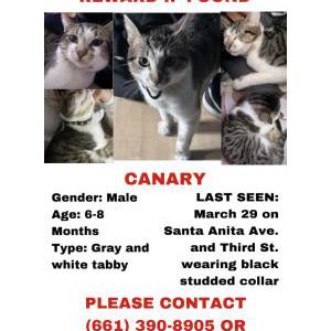 Image of Canary, Lost Cat