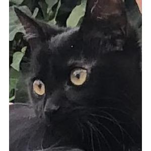 Lost Cat Midnight