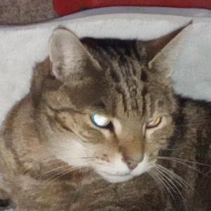 Image of Bubba, Lost Cat