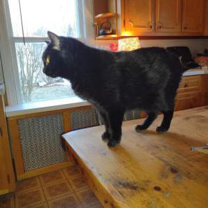 Lost Cat Biscuit