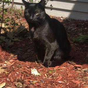 Lost Cat Sam