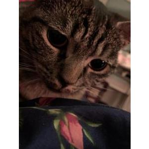 Lost Cat Bessy