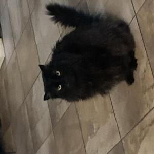 Lost Cat Greta