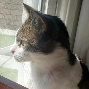 Image of Eddie, Lost Cat