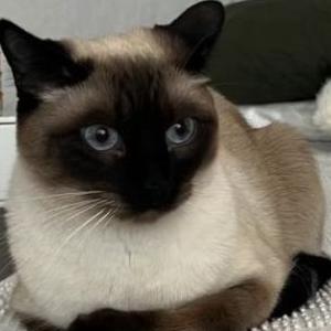 Lost Cat Knox
