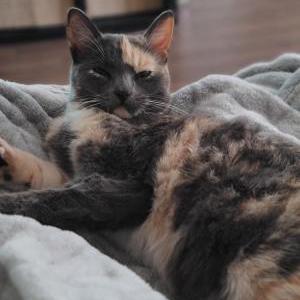 Lost Cat Leyla