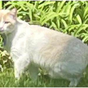 Image of unk, Found Cat