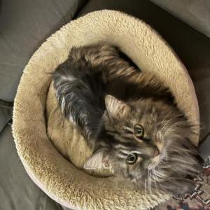 Lost Cat Ming Ming