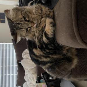 Lost Cat Gandalf