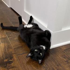 Lost Cat Ebony