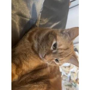 Lost Cat Millie