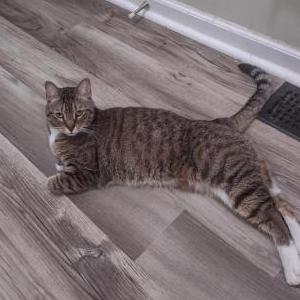 Lost Cat Arthur