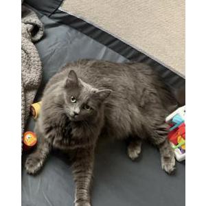 Lost Cat Millie