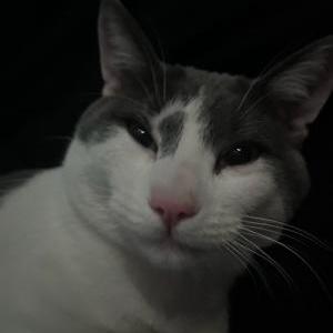 Image of Miffi, Lost Cat