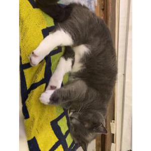 Lost Cat Rudy