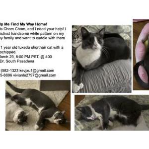 Image of Chom Chom, Lost Cat