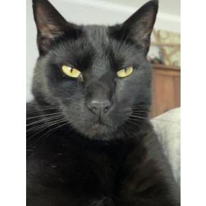 Image of Magnus, Lost Cat