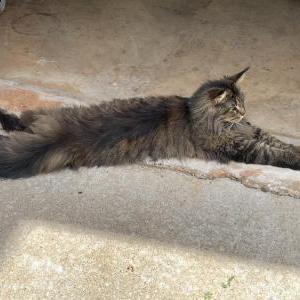 Lost Cat Mufasa