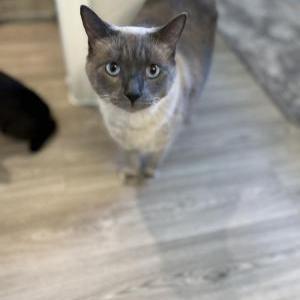 Lost Cat Floof