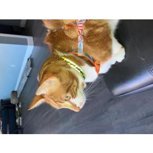 Lost Cat Fritos