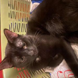 Lost Cat Wayne