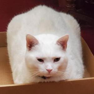 Lost Cat Noel