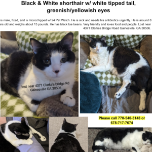 Lost Cat Oliver