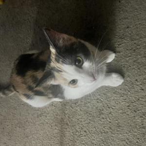 Lost Cat Josie