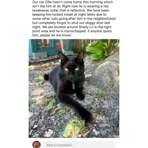 Lost Cat Ollie