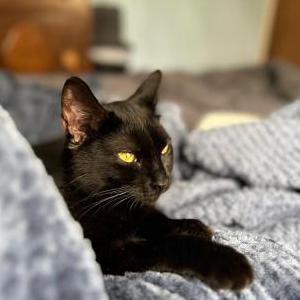 Image of Ruby, Lost Cat